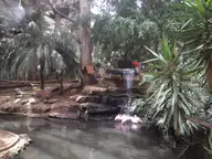 Tzurfin’ Tzafari