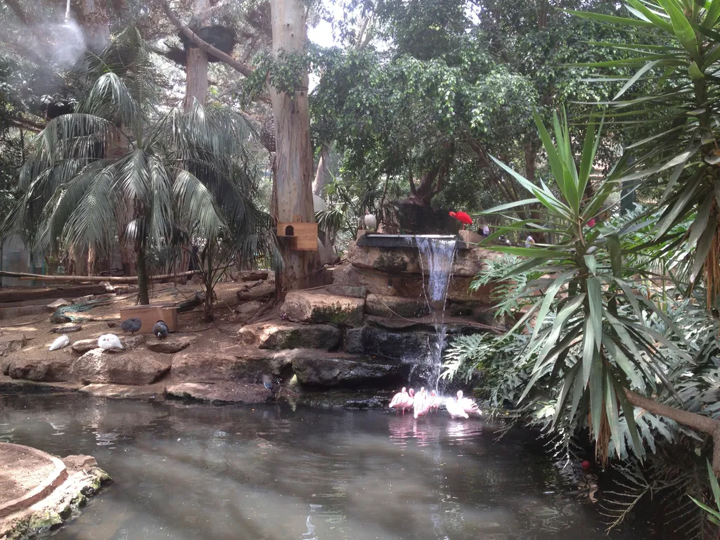 Tzurfin’ Tzafari