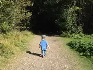 Into the woods