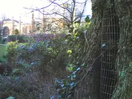 The Elm at the Royal Pavilion