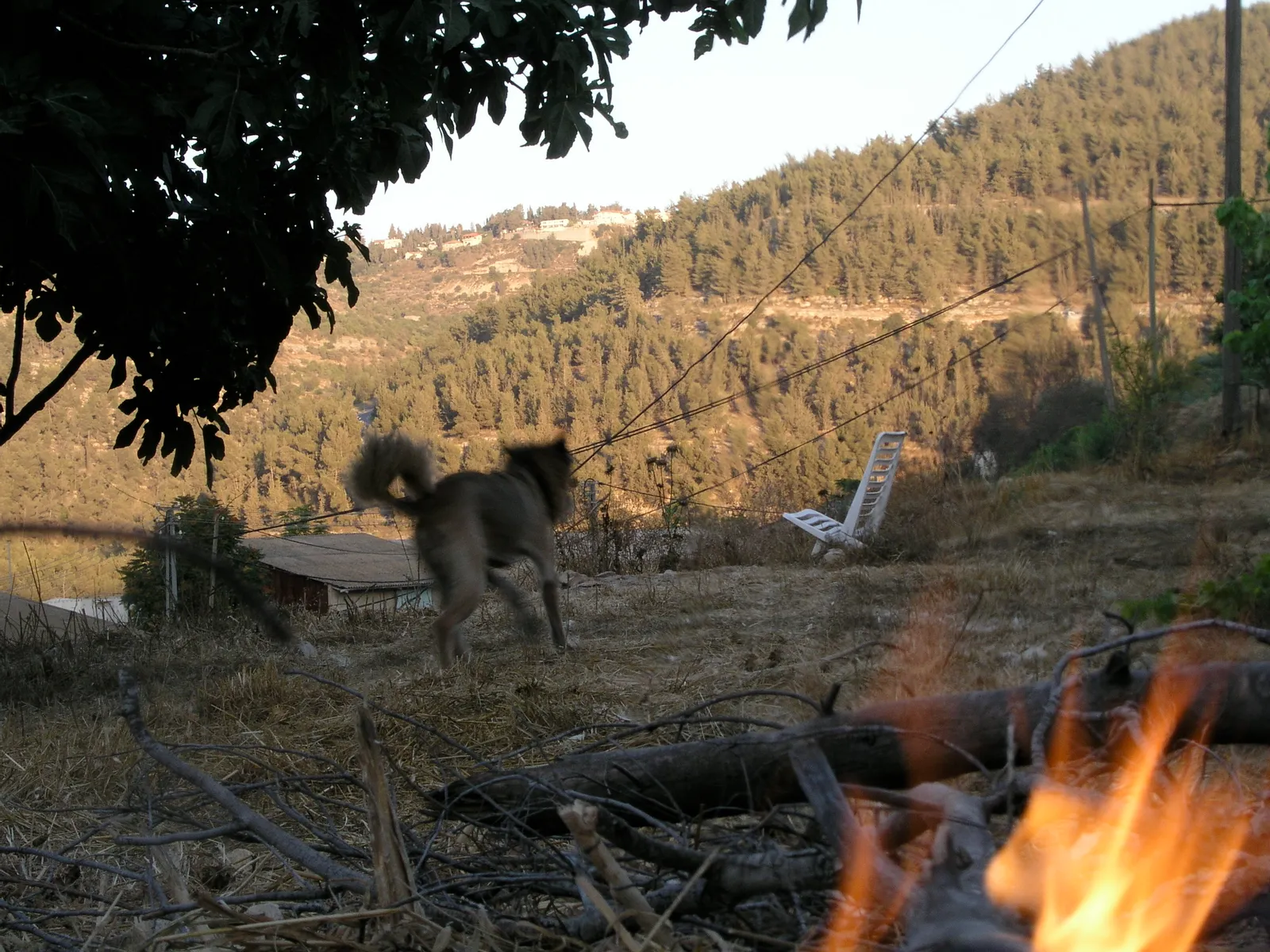 Moment of Dog