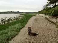 Gazing along the River Adur