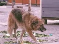 Maddie Goes Feral
