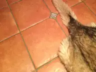 I’m Too Sexy for My Tiles