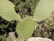 Cactus ears