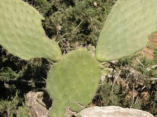 Cactus ears