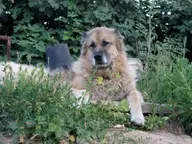 My So Very Regal Beagle