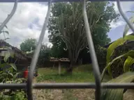 Insane in the Neighbor’s Brain