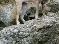 Maddie as Lion