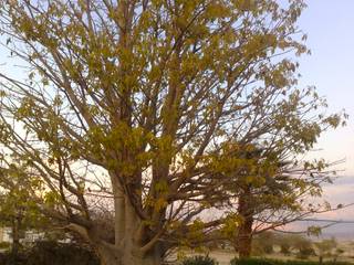 Northernmost African Tree at Kibbutz Almog