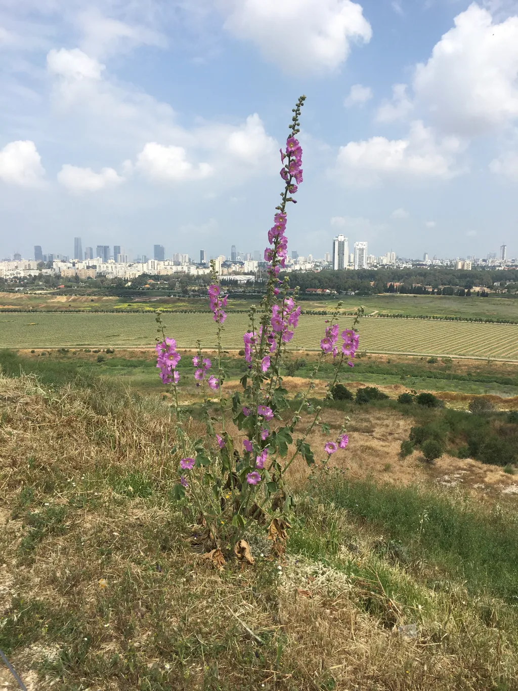 Native Pink