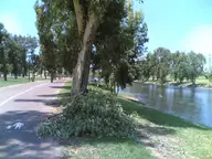 Eucalyptus at the world’s best urban park