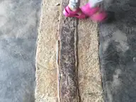 Crossing Pink