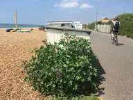 Brighton Rock Bicycle Race