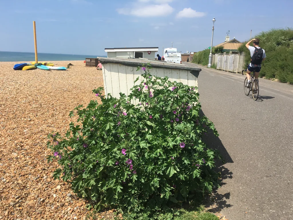 Brighton Rock Bicycle Race