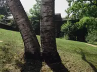 Twin Trees at Taliesin