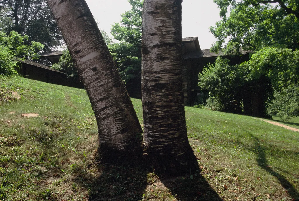 Twin Trees at Taliesin