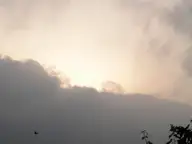 Bird in the sky