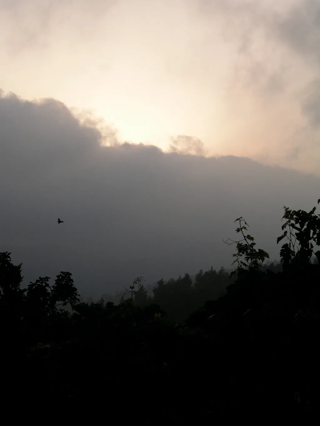 Bird in the sky