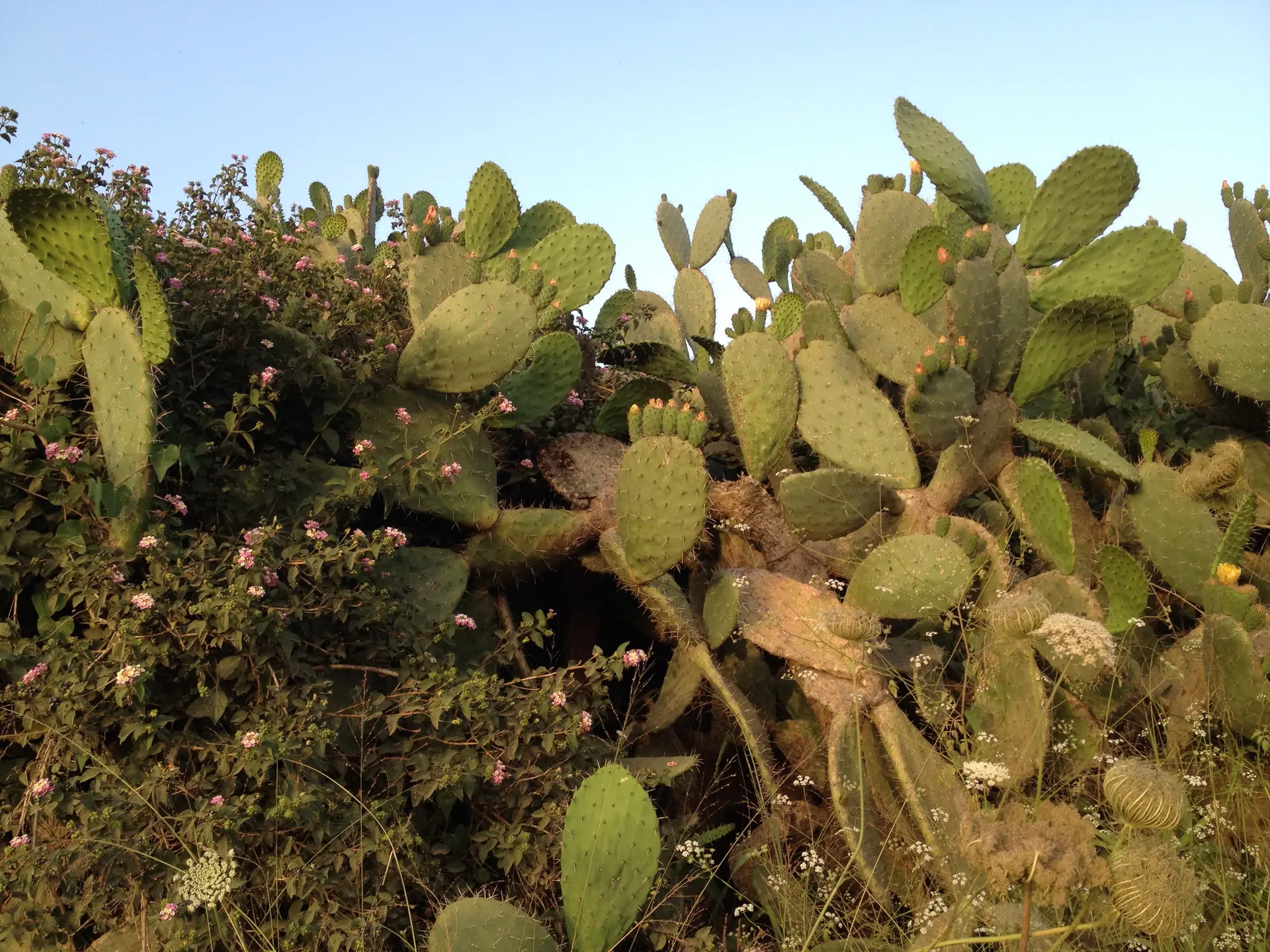 Img 7666 Cactii