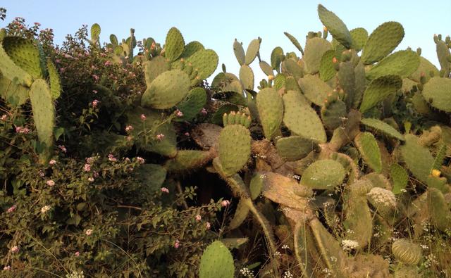 Img 7666 Cactii