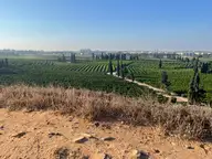 The Orchards That are in the Sharon