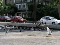 Pigeons on the Square