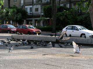 Pigeons on the Square