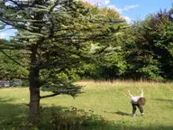 Make Like a Tree
