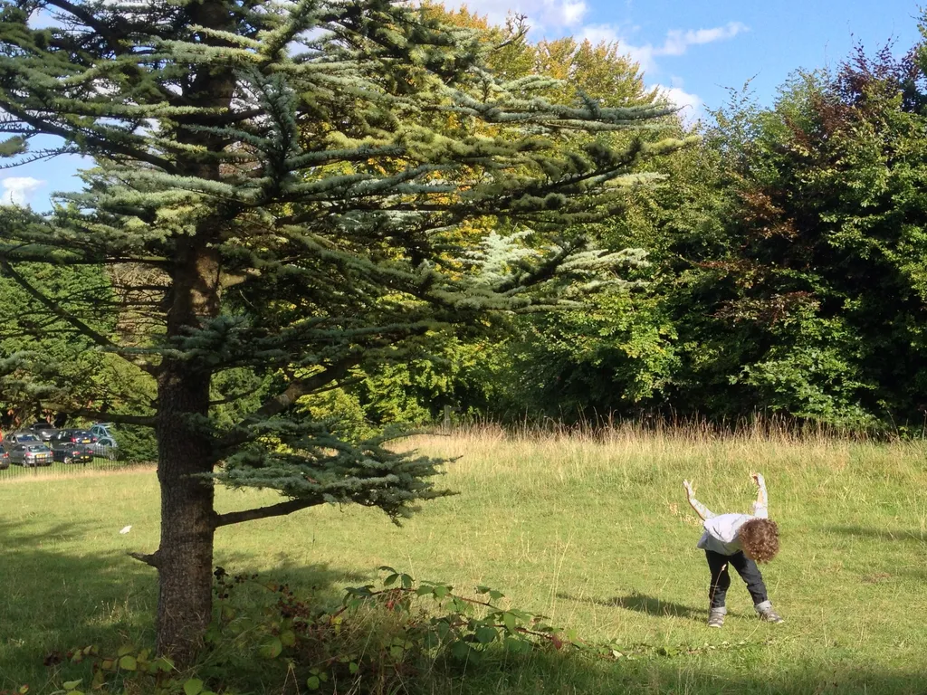 Make Like a Tree