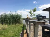 The Goose Abides