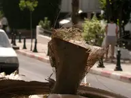 Palm tree urban refuse