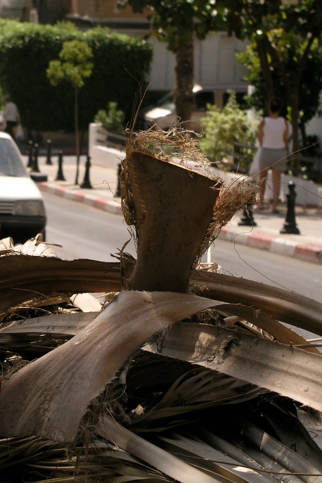 Palm tree urban refuse