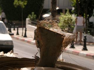 Palm tree urban refuse