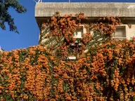 Orange in Bloom