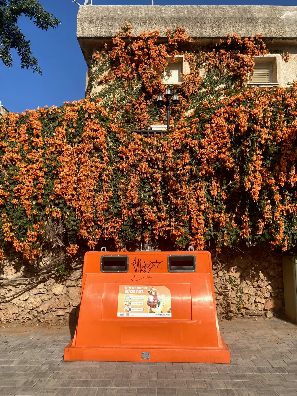 Orange in Bloom