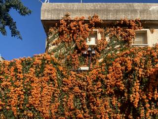 Orange in Bloom