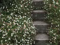 Daisy Way