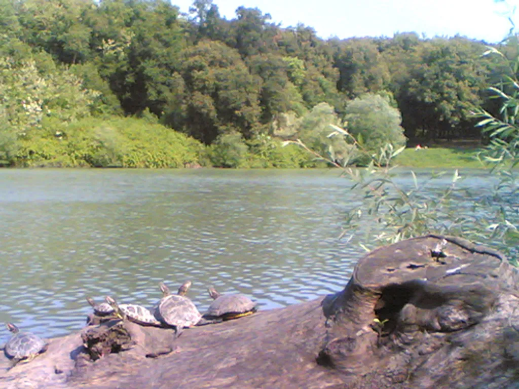 Log sweet log