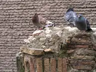 Pantheon pidgeons