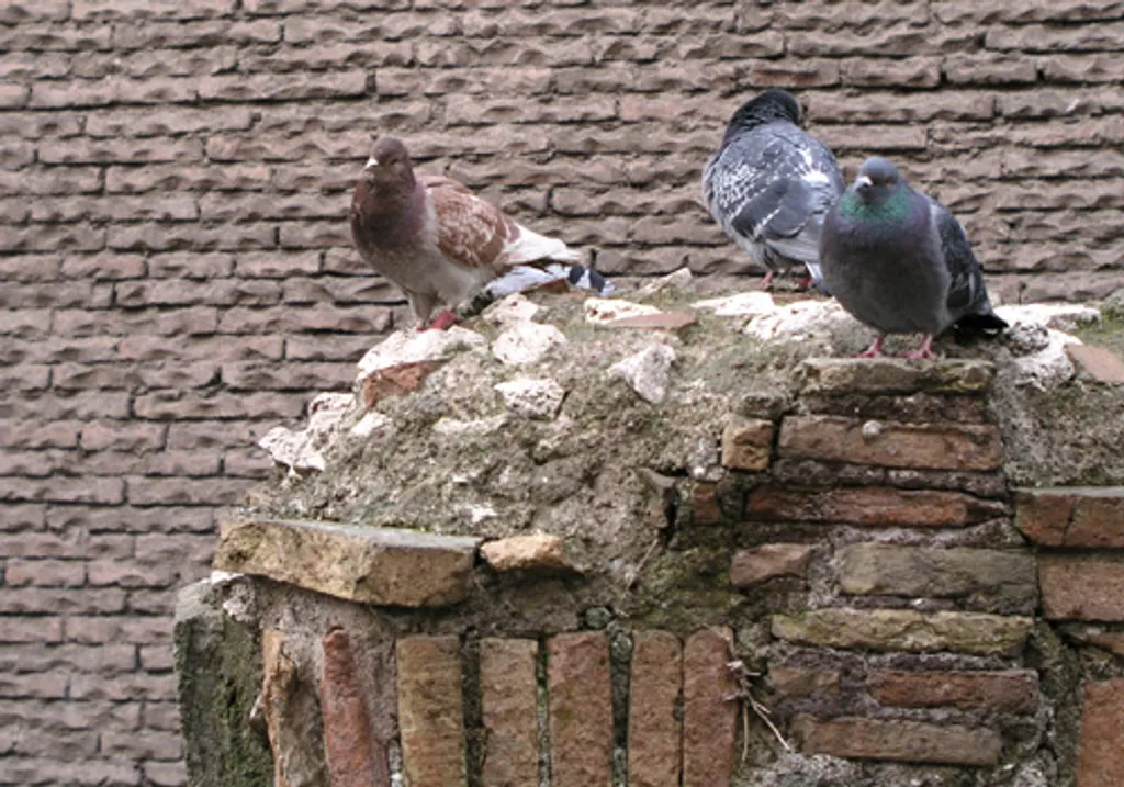 Pantheon pidgeons