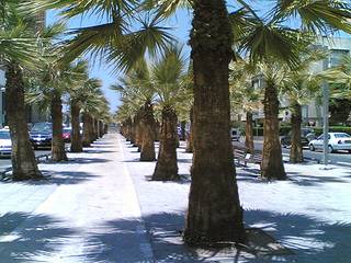 Palm Forest