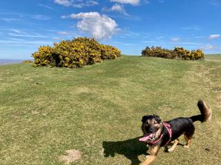 New Dog Frolicking