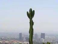Angel City cactus