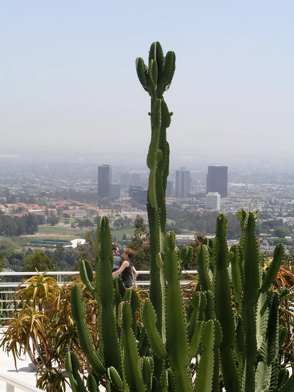 Angel City cactus