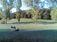 The Civilized Dog