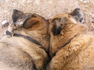 Two Exhausted Dogs