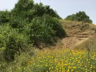 Flowers Along the Path