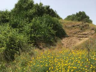 Flowers Along the Path