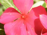 Jerusalem flower